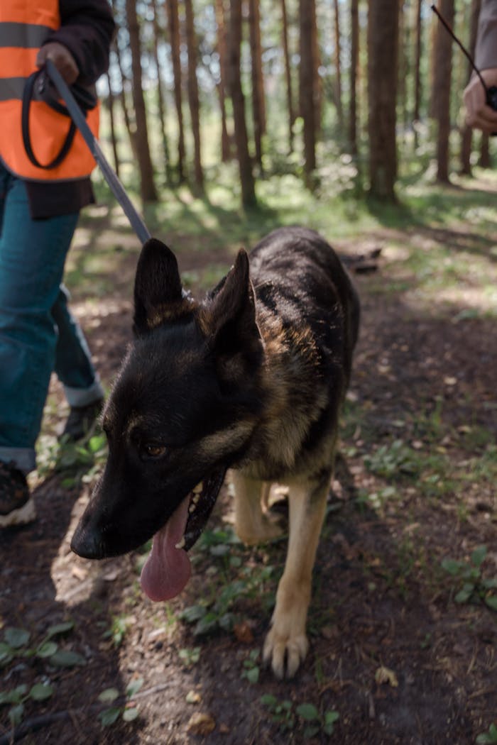 German Shepherd on a leash in a forest, possibly part of a search team.